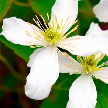 Clematis Wilsonii container (C2) Sierplanten, Wit, Verzenden, Overige soorten, Struik, Minder dan 100 cm