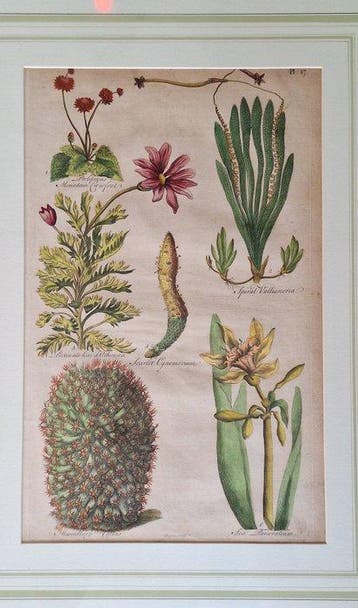 Sir John Hill (1714-1775) - The Vegetable System