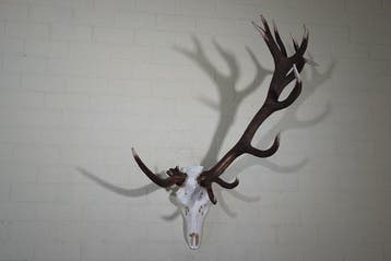 rare an abnormal Red Stag Trophy Schedel - Cervus elaphus -, Nieuw