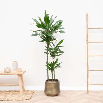 Green Bubble - Dracaena Janet Lind XL - 160cm - Ø24 cm, Ophalen of Verzenden