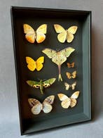 Vlinder Taxidermie volledige montage - Lepidoptera - 39 cm -, Nieuw