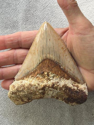 Megalodon tand 11,5 cm - Fossiele tand - Carcharocles