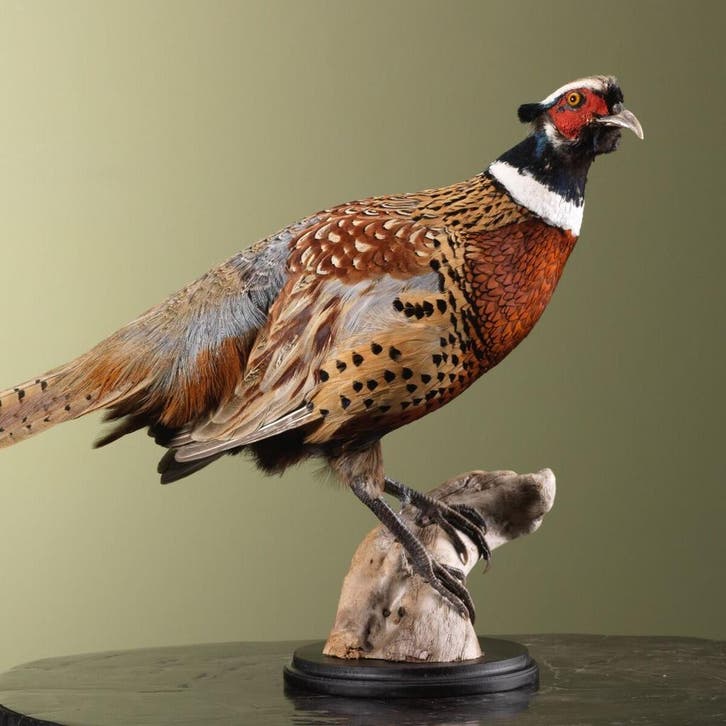 Fazant Taxidermie Opgezette Dieren By Max, Verzamelen, Dierenverzamelingen, Opgezet dier, Nieuw, Vogel, Ophalen of Verzenden