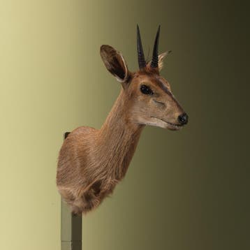 Duiker Taxidermie Opgezette Dieren By Max, Verzamelen, Ophalen of Verzenden, Nieuw, Wild dier, Opgezet dier