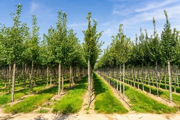 Carpinus betulus Frans Fontaine hoogstam 10/12