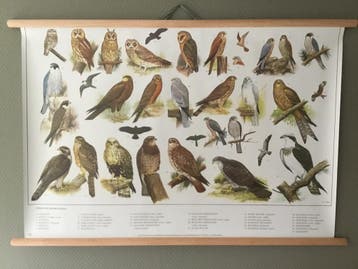 Schoolplaat posters Zangvogels ,Roofvogels Uilen ,Zoogdieren, Ophalen of Verzenden, Natuur en Biologie