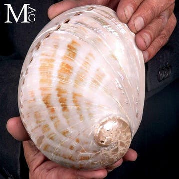 Parelmoeren abaloneschelp - Haliotis rubra – Australische, Nieuw
