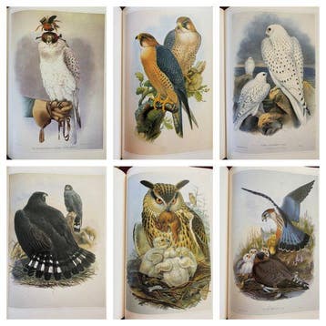 Joseph Wolf. - 60 plates History prints Birds of Prey - 1991, Antiek en Kunst
