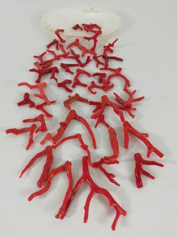 Bloedkoraal Koraal - Corallium rubrum (Zonder minimumprijs), Nieuw