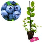 Blauwe bes Vaccinium corymbosum Jersey + pot 9, Verzenden, Volle zon