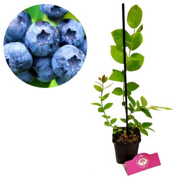 Blauwe bes Vaccinium corymbosum Jersey + pot 9, Tuin en Terras, Verzenden, Volle zon