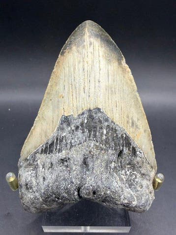 Megalodon - Fossiele tand - Carcharocles megalodon - 10.4 cm, Verzamelen, Mineralen en Fossielen