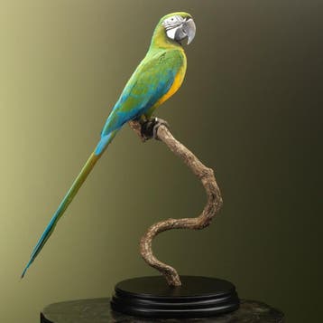 Hybride Ara Taxidermie Opgezette Dieren By Max, Ophalen of Verzenden, Nieuw, Vogel, Opgezet dier
