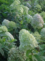 Hydrangea Limelight hortensia pluimhortensia, Tuin en Terras, In pot, Halfschaduw, Ophalen of Verzenden, Minder dan 100 cm