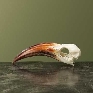 Roodsnaveltok M Schedel Taxidermie Opgezette Dieren By Max, Verzamelen, Dierenverzamelingen, Ophalen of Verzenden, Nieuw, Vogel