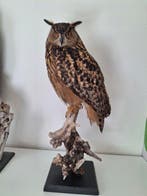 Europese oehoe Taxidermie volledige montage - Prachtige, Verzamelen, Nieuw