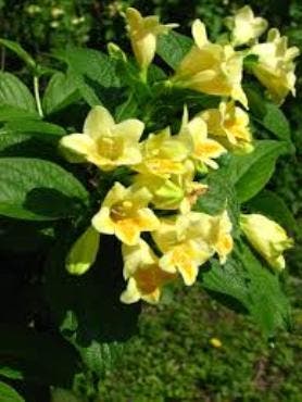Weigela Middendorffiana, Verzenden