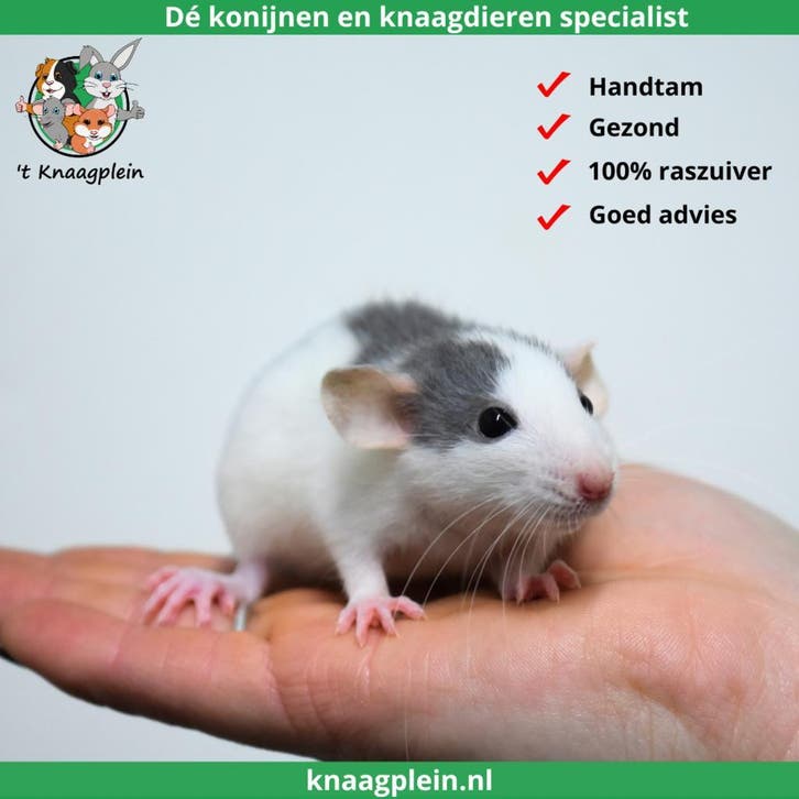 Veel jonge dumbo ratjes! Zeer tam en goed gesocialiseerd!, Dieren en Toebehoren, Knaagdieren, Rat, September, Tam, Meerdere dieren