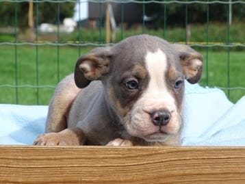 Old English Bulldog pups! | Mogen mee! | Hartelijk Welkom., Parvo, Nederland, 8 tot 15 weken, Bulldog