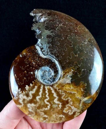 Ammoniet - Gefossiliseerd dier - Aioloceras (Cleoniceras), Verzamelen, Mineralen en Fossielen