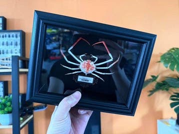 Krab Taxidermie wandmontage - Doclea rissonii - 18 cm - 13