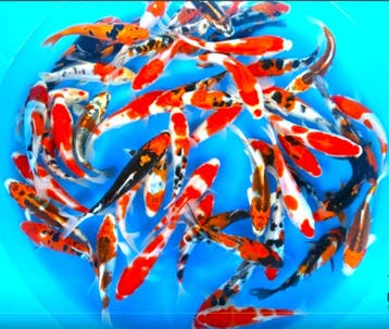 Takahashi 16-19cm (Japanse Koi), Karper of Koi