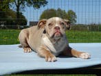 Old English Bulldog pups! t Gezonde type. Reutjes!, Parvo, Nederland, 8 tot 15 weken, Bulldog