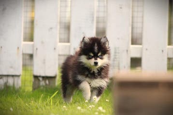 Pomsky pups, Mini Husky, Dieren en Toebehoren, Parvo, België, 8 tot 15 weken, Poolhond