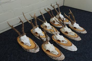 Roebuck Schedel - Capreolus capreolus - 0 cm - 0 cm - 0 cm-, Verzamelen, Dierenverzamelingen, Nieuw