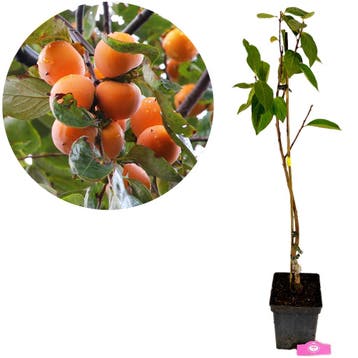Diospyros Kaki Mela, Verzenden, Volle zon