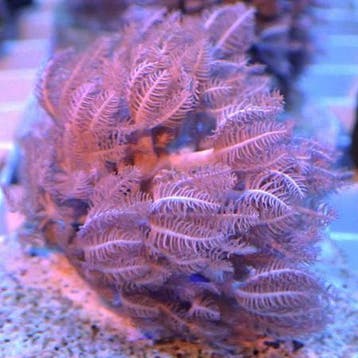 Xenia Umbelata (Pompende Xenia) L (6-7 cm), Dieren en Toebehoren, Ophalen of Verzenden, Nieuw