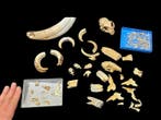 Curiosity cabinet : Original collection of teeth and skulls