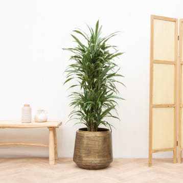 Green Bubble - Dracaena Warneckei vertakt - 150cm - Ø27 cm, Ophalen of Verzenden