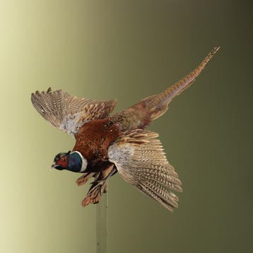 Fazant Vliegend Taxidermie Opgezette Dieren By Max, Ophalen of Verzenden, Nieuw, Vogel, Opgezet dier