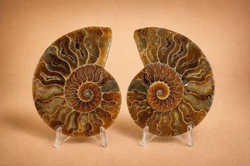 Ammoniet - Gefossiliseerd dier - Aioloceras (Cleoniceras)