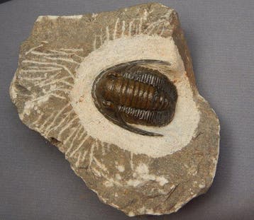 Fossiel - Fossiel skelet - Cornuproetus cornutus - 3 cm