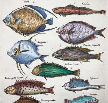 Matthäus Merian (1593-1650) - hand coloured folio engraving: