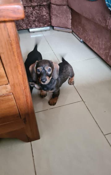 Dwergteckel pup! Reutje., Parvo, 8 tot 15 weken, Meerdere, Nederland