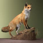 Vos Taxidermie Opgezette Dieren By Max, Ophalen of Verzenden, Nieuw, Wild dier, Opgezet dier