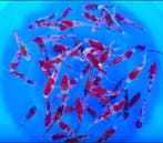 Kanno 13-15cm (Japanse Koi), Dieren en Toebehoren, Vissen | Vijvervissen, Karper of Koi