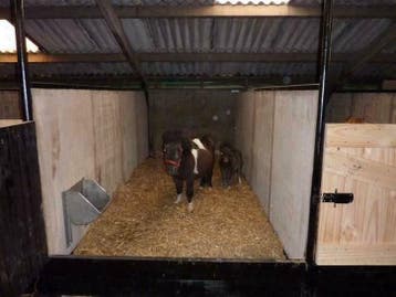 houten schotten paardeboxen stalwanden hoefslagrand  damwand, Doe-het-zelf en Verbouw, Gebruikt, 25 tot 50 mm, Overige typen, Ophalen of Verzenden