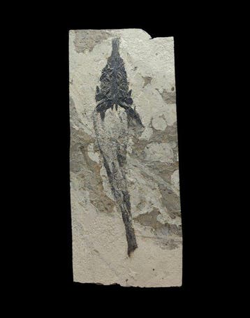 Grote vis - 60 cm - Gefossiliseerd dier - Peipiaosteus - 70