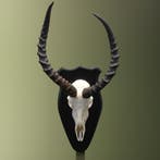 Impala Schedel Taxidermie Opgezette Dieren By Max, Ophalen of Verzenden, Nieuw, Wild dier, Opgezet dier