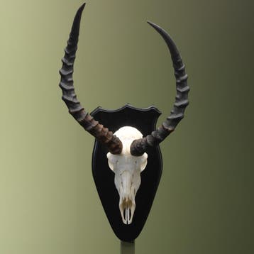 Impala Schedel Taxidermie Opgezette Dieren By Max, Verzamelen, Dierenverzamelingen, Ophalen of Verzenden, Nieuw, Wild dier, Opgezet dier
