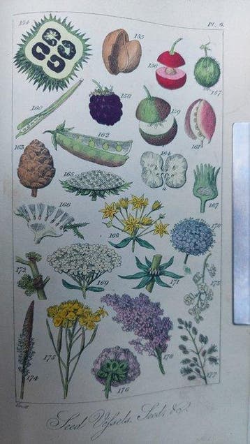 Rev. Bingley - Practical Introduction to Botany - 1817
