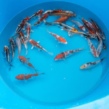 Japanse koi vanaf €11 | Einde-seizoensale tot 50%, Karper of Koi