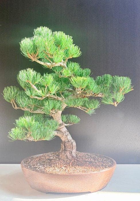 Den bonsai (Pinus) - Hoogte (boom): 50 cm - Diepte (boom):, Antiek en Kunst, Curiosa en Brocante