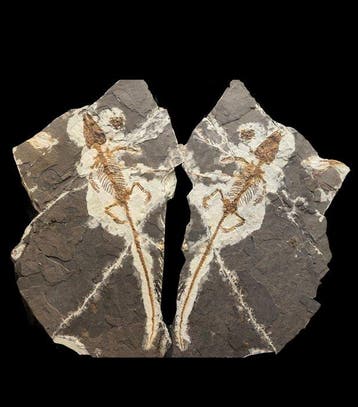 Een zeldzaam paar krokodillen - Gefossiliseerd dier -