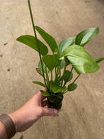 Echinodorus Harbich (Aquariumplanten, Aquarium producten), Dieren en Toebehoren, Verzenden, Nieuw, Plant(en), Steen of Hout