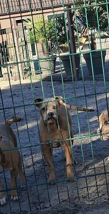 Old English Bulldog-pups! Beschikbaar, Dieren en Toebehoren, Parvo, Nederland, 8 tot 15 weken, Bulldog